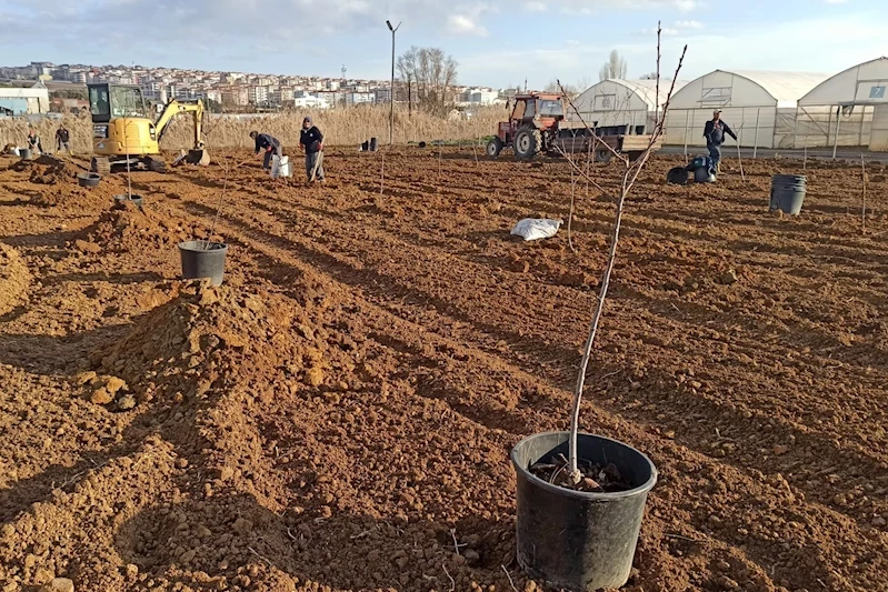 Süleymanpaşa Belediyesi 500 meyve ağacı dikti