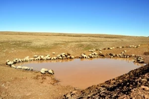 Büyükşehir Belediyesinin yaptığı gölet 7 bin hayvanın içme suyunu karşıladı